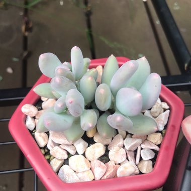 Pachyphytum Apple