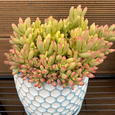 Crassula nudicaulis var. 'Herrei'