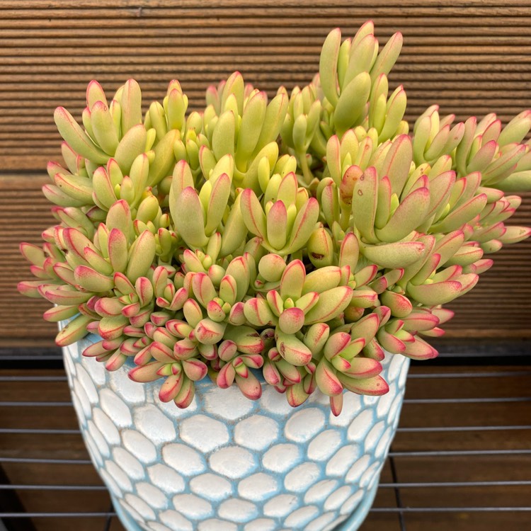 Plant image Crassula nudicaulis var. 'Herrei'