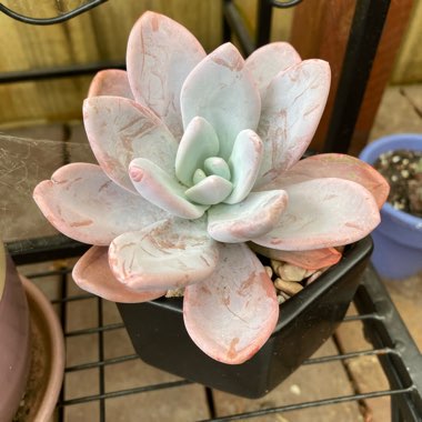 xGraptoveria Snow Peach