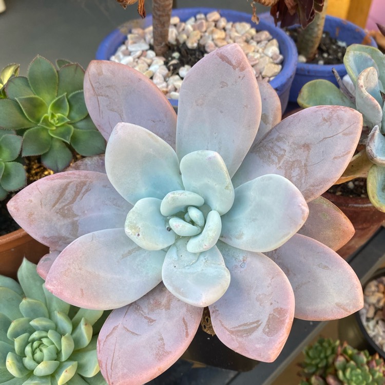 Plant image xGraptoveria Snow Peach