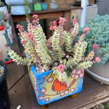 Crassula Baby's Necklace Variegated