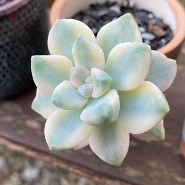 Graptopetalum Mendozae Variegata