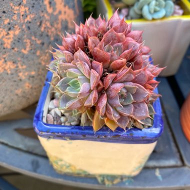 Echeveria Parks Pop Candy