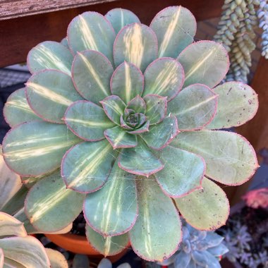 Aeonium Starburst