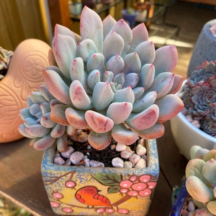 Plant image xGraptoveria Orange Sherbet