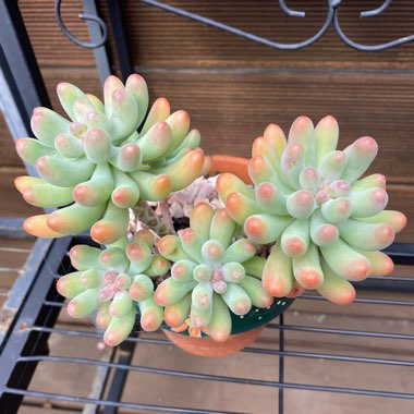 Sedum Pachyphyllum