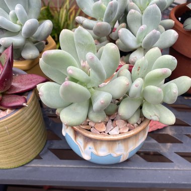 Pachyphytum Oviferum Mikadukibijin