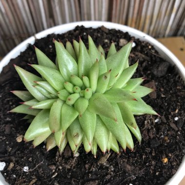 Echeveria Agavoides Corderoyi