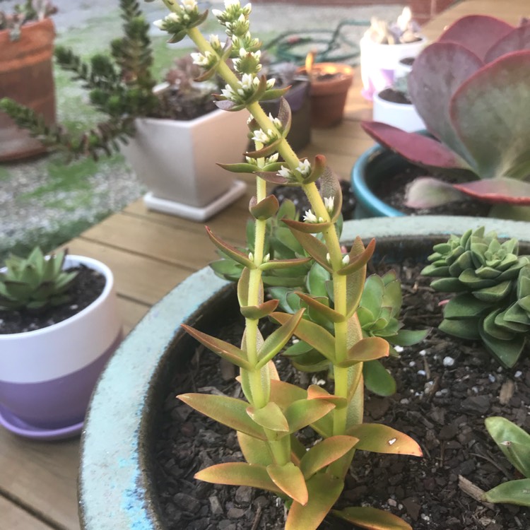 Plant image Crassula nudicaulis