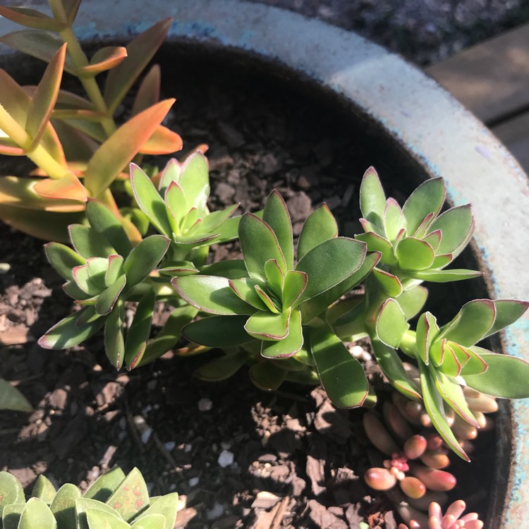 Crassula Coccinea Crassula Red Crassula Uploaded By Ashysuccies