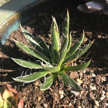 Agave Filifera