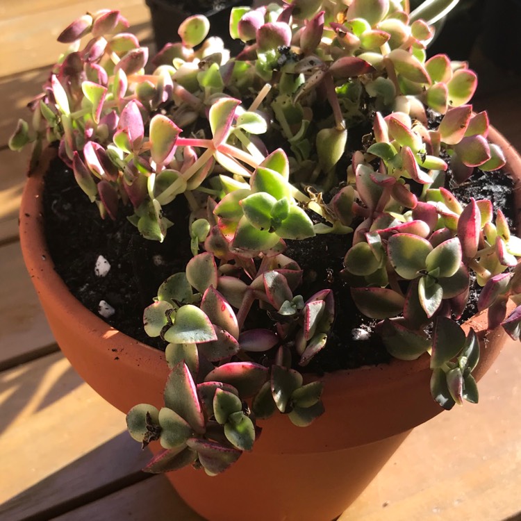 Plant image Crassula 'Isabella'