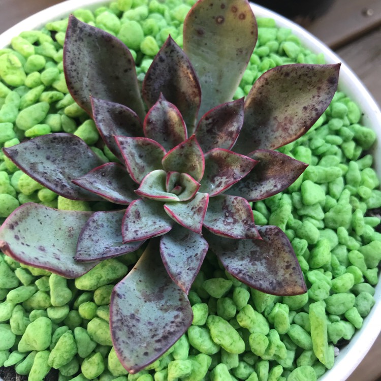 Plant image Echeveria Riga