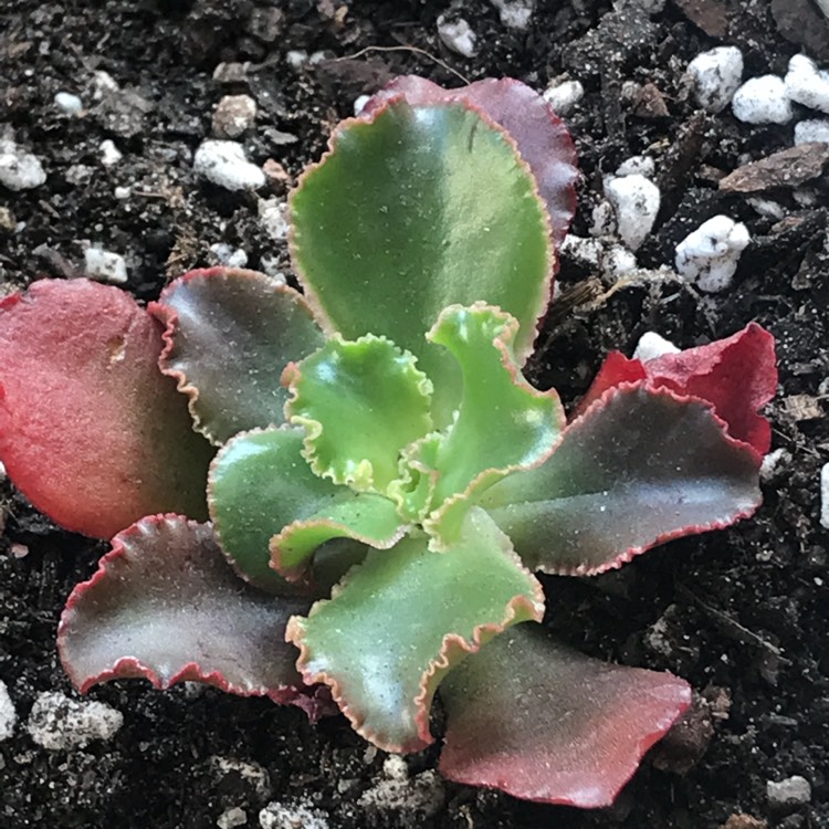 Plant image Echeveria Katella IV