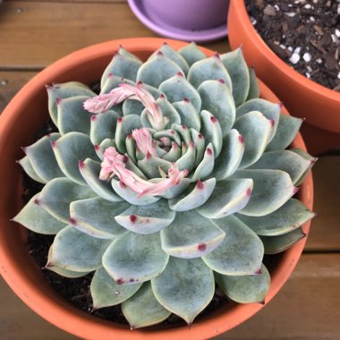 Echeveria Chihuahuaensis