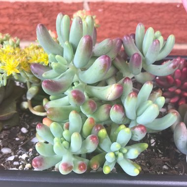 Sedum pachyphyllum