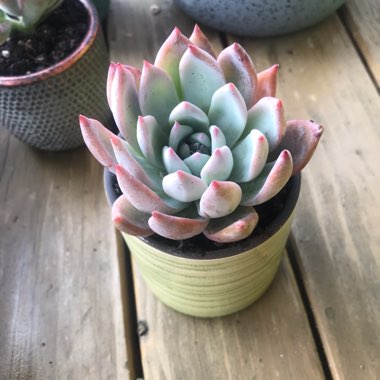 Echeveria Colorata fa. Brandtii