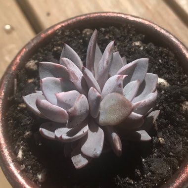 Graptopetalum Sugar Jelly