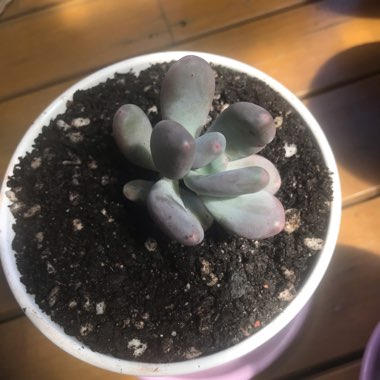 Pachyphytum Blue Haze