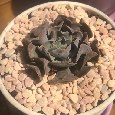 Echeveria Doppler