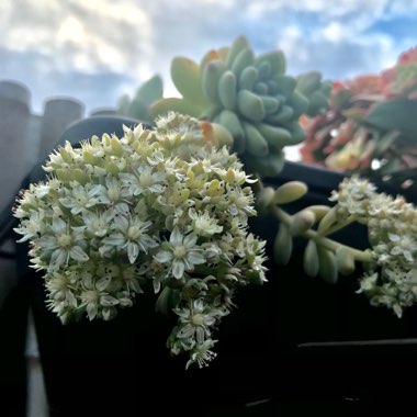 Sedum Clavatum