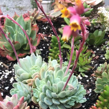 Echeveria Elegans