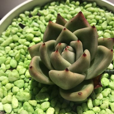 Echeveria Vashon