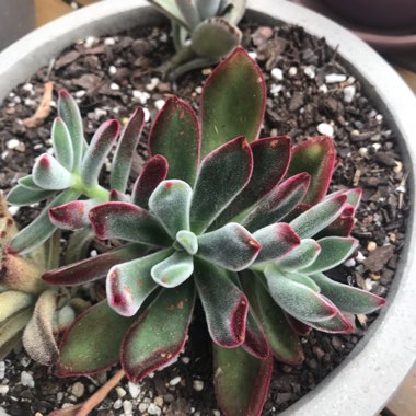 Echeveria Pulvinata var. Frigida