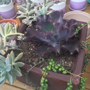 Echeveria Zorro