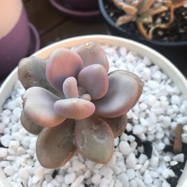 Graptopetalum Amethystinum