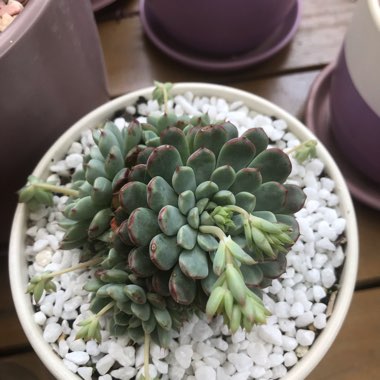 Echeveria Minima