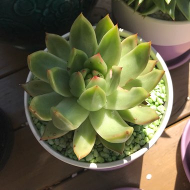 Echeveria Agavoides Frank Reinelt