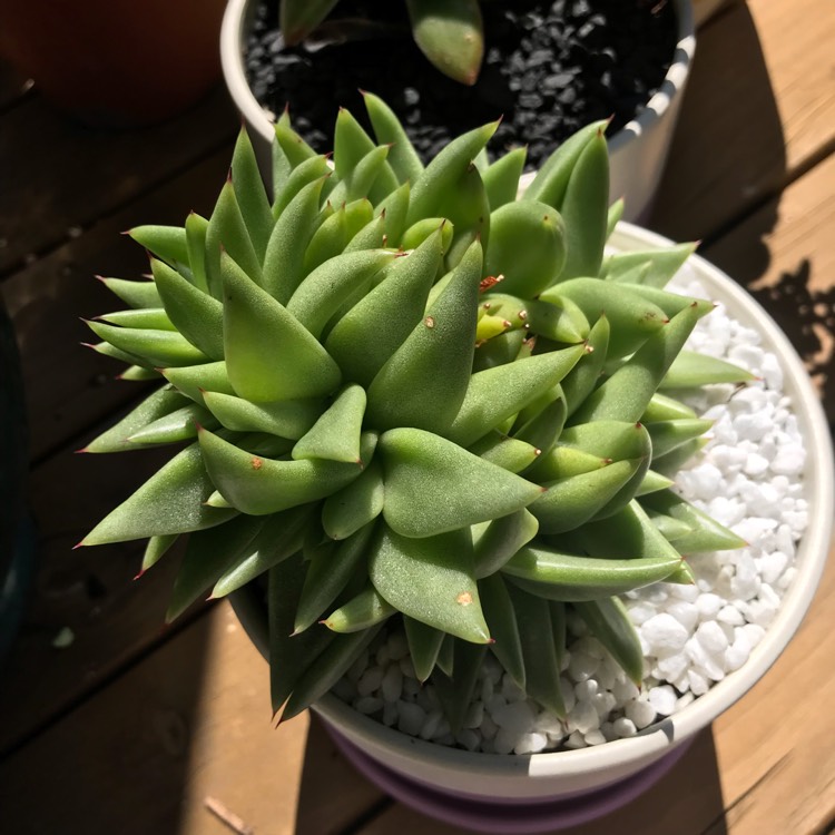 Plant image Echeveria Agavoides Corderoyi