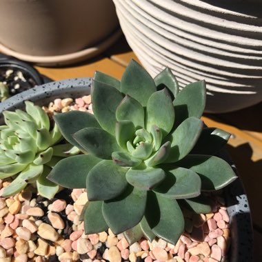 Echeveria Peacocki x Setosa