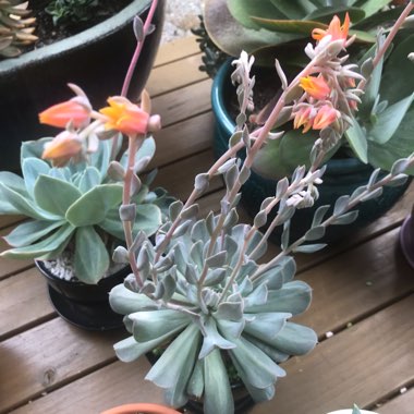 Echeveria Pinwheel Revolution