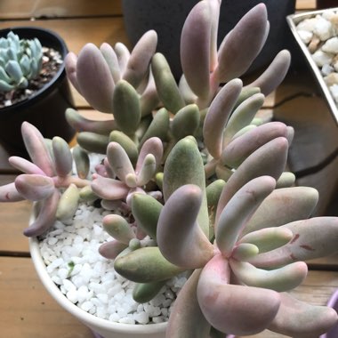 x Pachysedum 'Ganzhou'