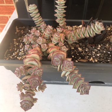 Crassula Perforata 'Giant Box'