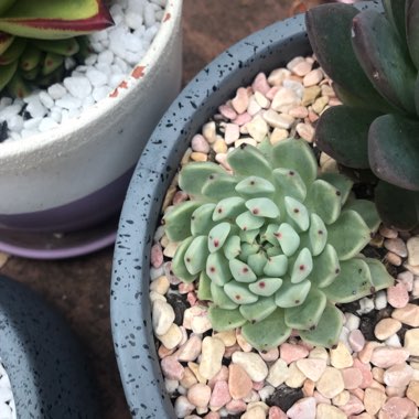 Echeveria Cuspidata var. Zaragozae