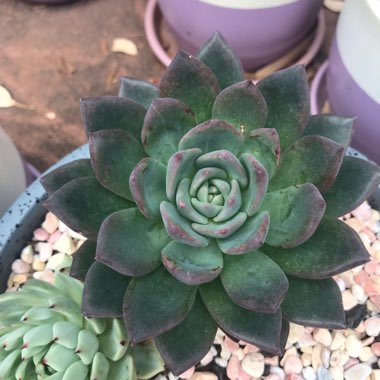 Echeveria Peacocki x Setosa