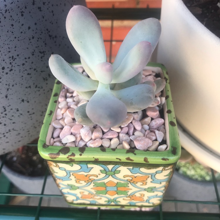 Plant image Pachyphytum