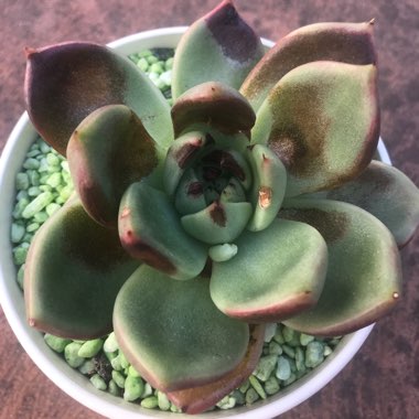 Echeveria Vashon