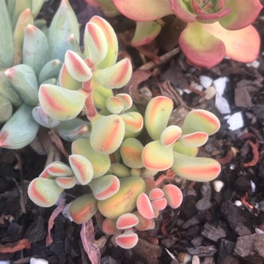 Crassula rogersii