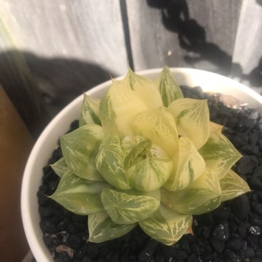 Haworthia cymbiformis variegata