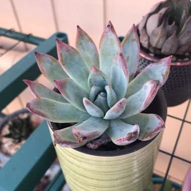 Echeveria Colorata fa. Brandtii