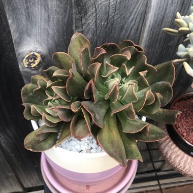 Echeveria Dark Hawk