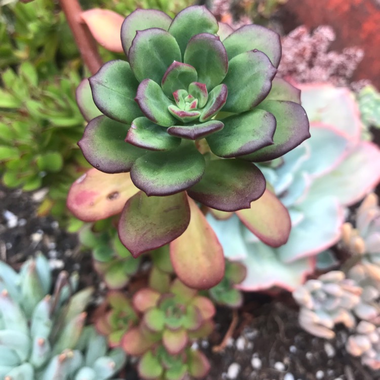 Plant image Echeveria Skinneri