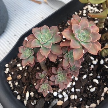 Echeveria Bicolor var. Bicolor