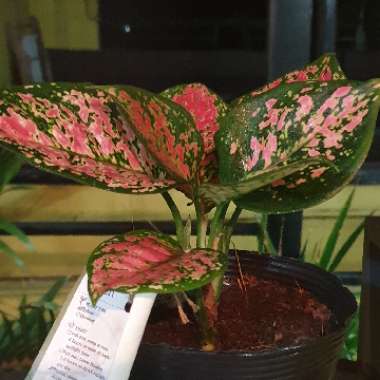 Aglaonema 'Pink Dalmatian ; syn. Aglaonema  commutatum 'Pink Dalmatian'