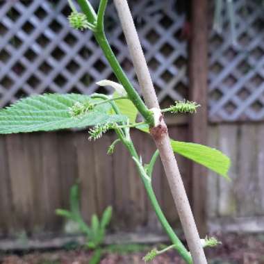 Black Mulberry